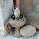 بيت للعطل Lavandula *