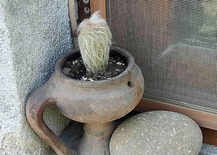 度假居 Lavandula *